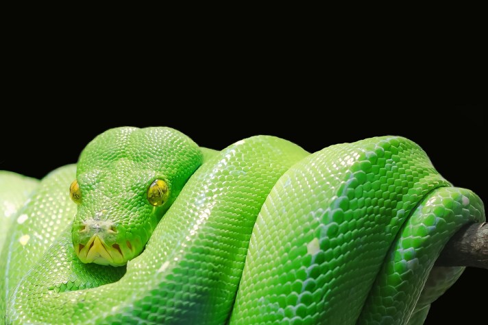 green-tree-python-543243_1920